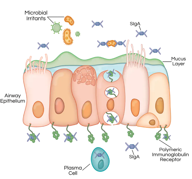 cigarette smoke reduces mitochondrial membrane potential lung epithelial cells activates the parthanatos pathway of cell death in human bronchial Cigarette Smoke-Induced Respiratory Response: Insights