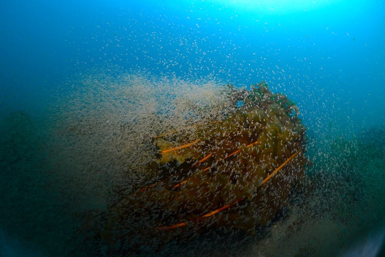 A cloud of shrimp surrounds a large path of kelp.