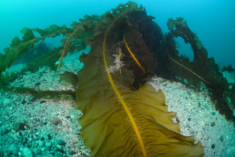 Large greeny-brown and frilled fronds of seaweed snake across a gravelly seabed.
