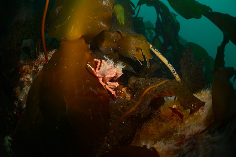 A bright orange crab nestles in a thicket of dark brown seaweed.