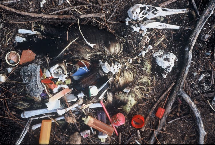 A dead albatross with plastic in its stomach from Midway Atoll