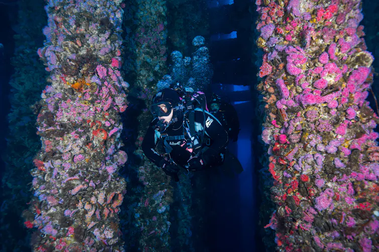 Scuba diver swims between two columns covered in sea creatures.