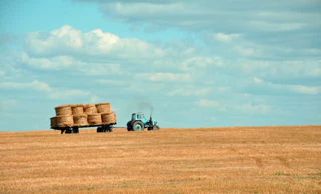 Tractor pulling haybales across a yellow field.