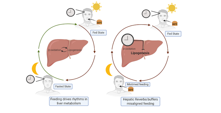 A diagram showing how the liver 'clock' gene helps manage circadian rhythm disruptions.