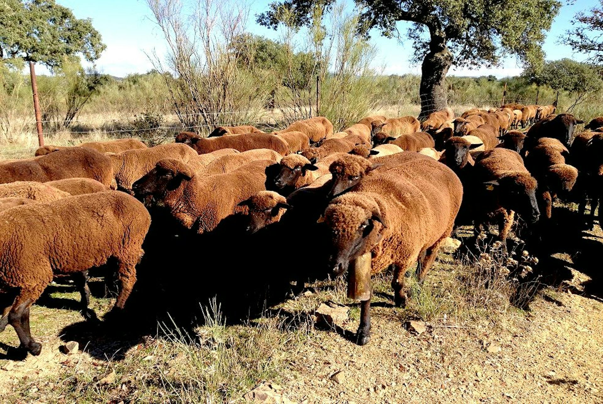 Proteger Las Razas De Ganado Autóctonas También Es Conservar La ...