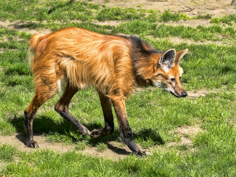 Orange fox-like animal with long legs.