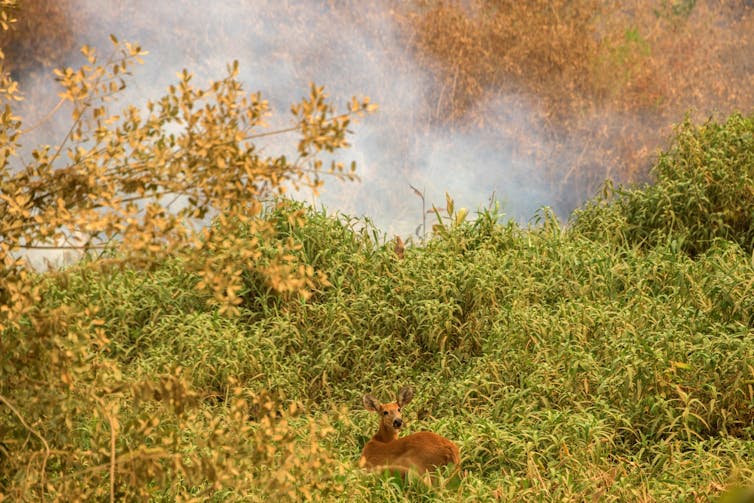 A deer in greenery, smoke behind.