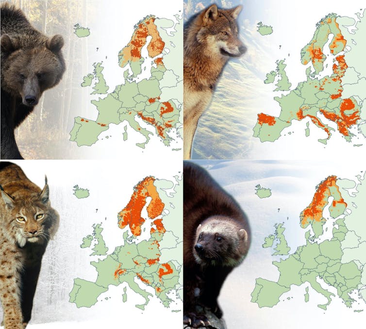 Mieux Connaitre Le Lynx Boreal Grace A L Ecologie Statistique
