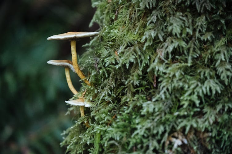 Mushroom grow out of a mossy tree.