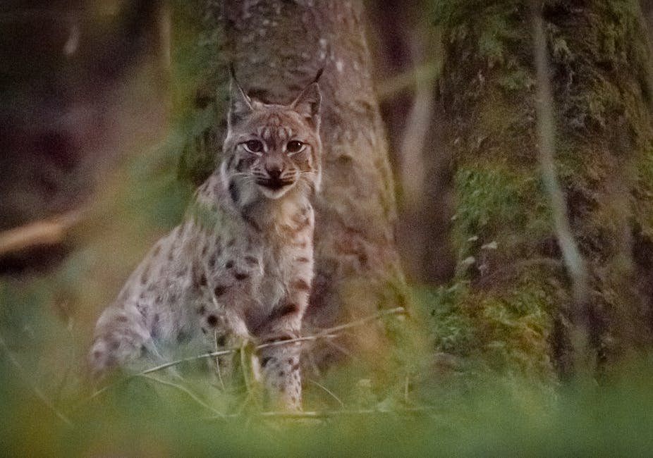 Mieux Connaitre Le Lynx Boreal Grace A L Ecologie Statistique
