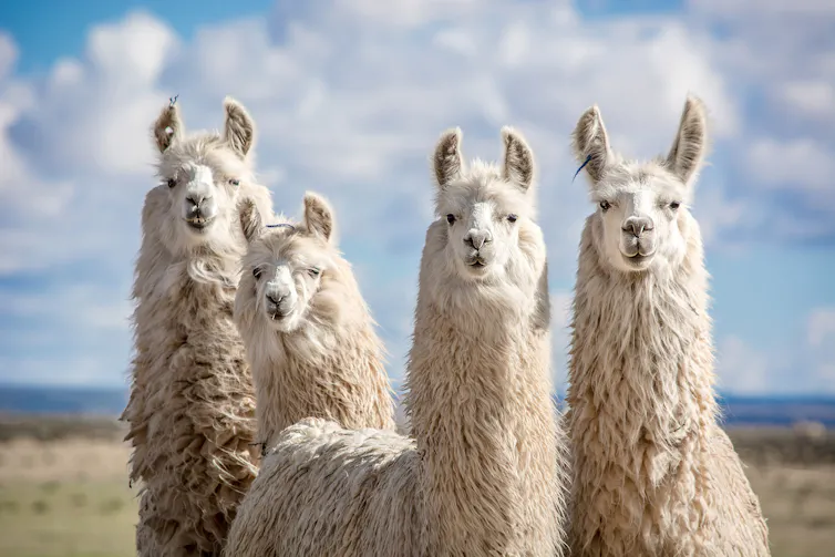 Four llamas pose for the camera.