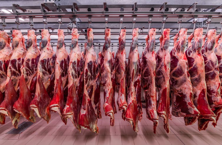 Beef carcasses hanging in abattoir