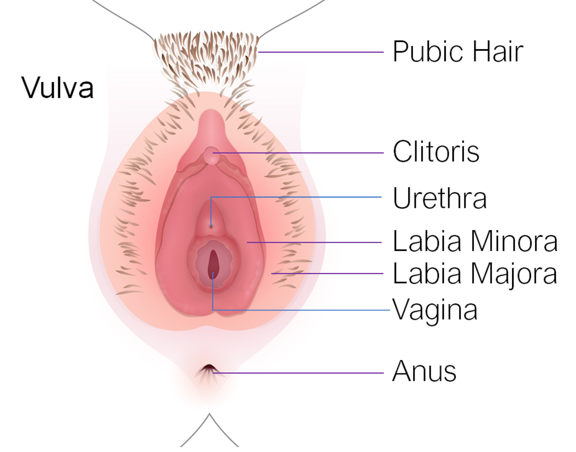 Is my vulva normal? Not all genitalia look the same, and were trying to teach teenagers that hq image