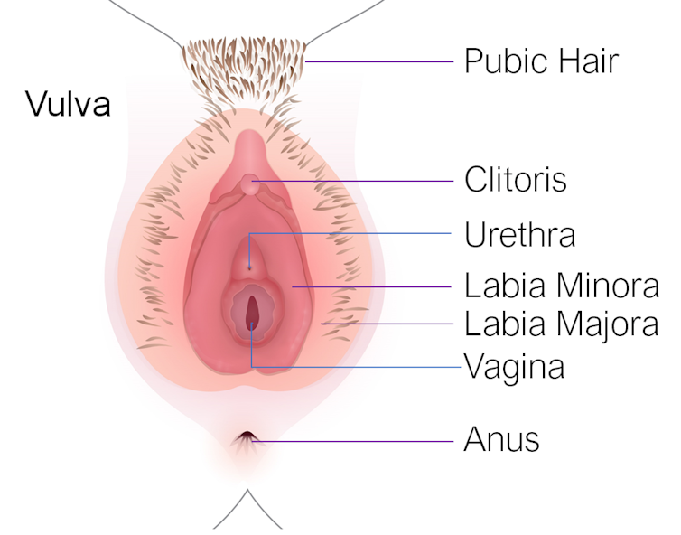 An anatomically correct, and labelled, drawing of a female genital area.