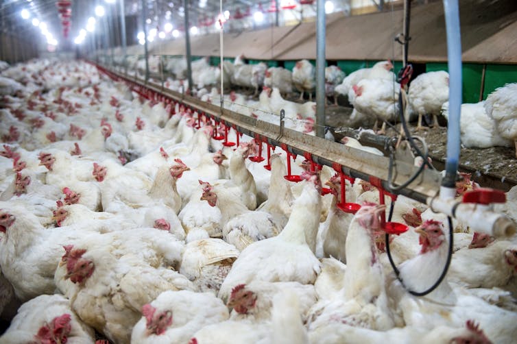 Chickens in poultry factory.