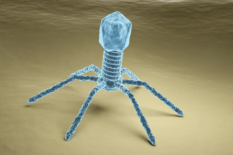 Illustration d’un bactériophage