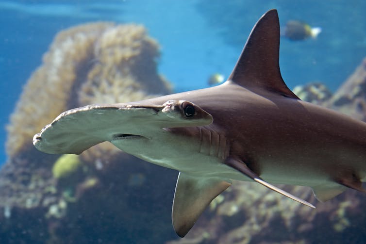 A scalloped hammerhead swimming in a reef.