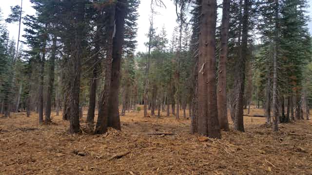 Forest after restoration
