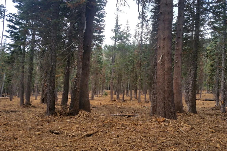 Forest after restoration