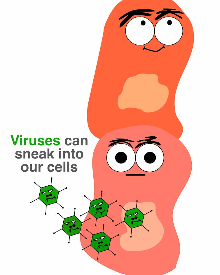 Curious Kids: how do vaccines kill viruses?