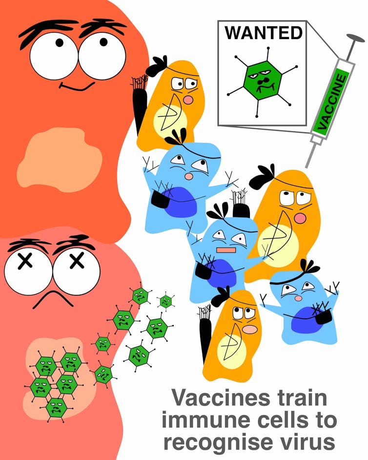 Curious Kids: how do vaccines kill viruses?