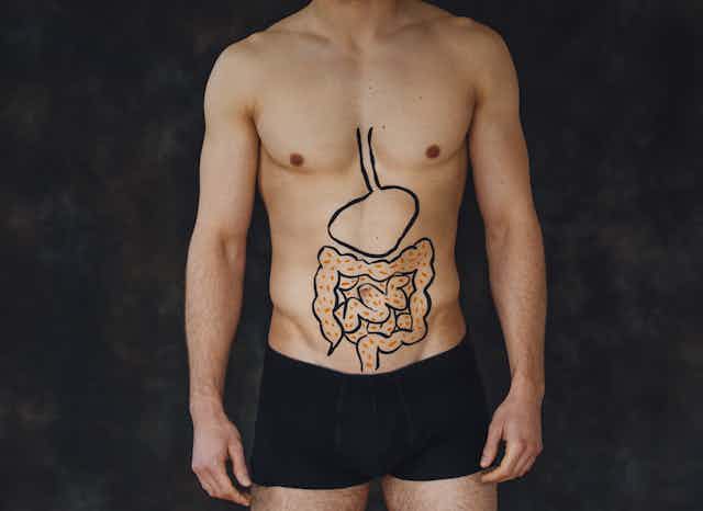 Estómago e intestinos dibujados en el torso de un hombre.