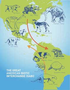 Map showing the Great American Biotic Interchange.