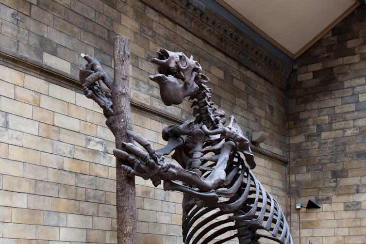 Large sloth skeleton.