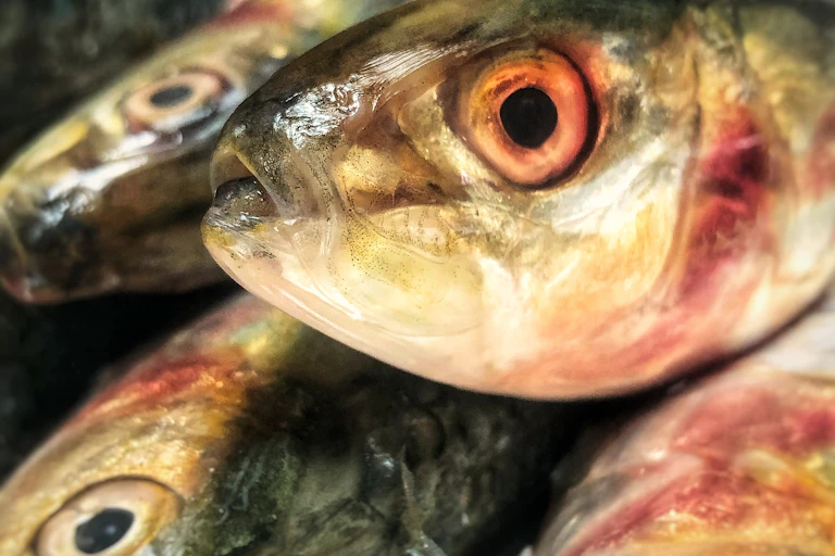 Sardines are dense with nutrients and omega-3 fatty acids.