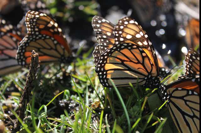 Monarch butterflies on plants