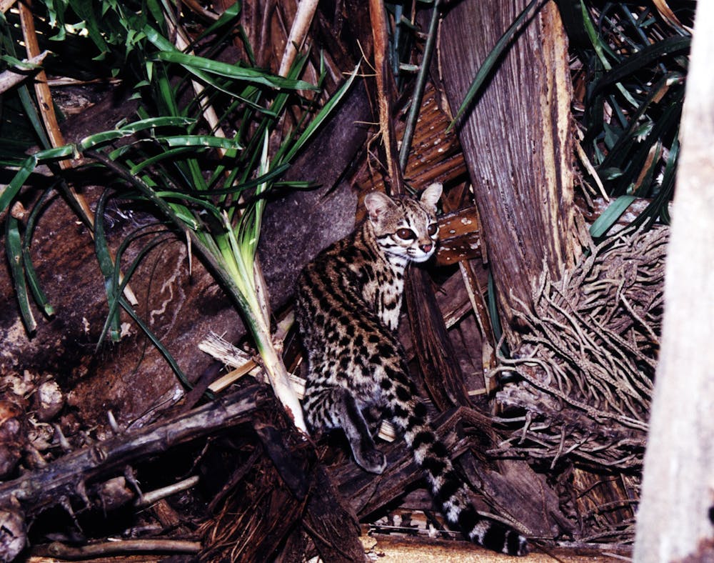 One Becomes Two Genes Show Brazilian Wild Cat Is Two Species