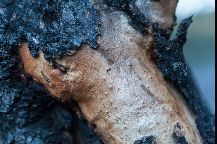 Burnt tree bark reveals health bellow