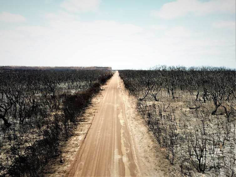Burnt dead forests hug an abandoned dirt road.
