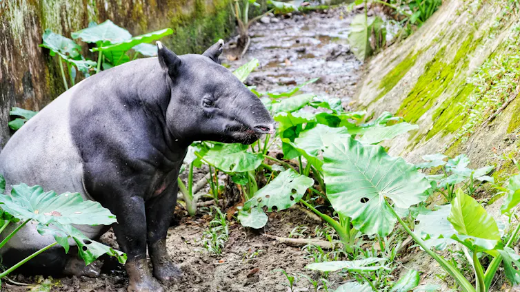 Tapir duduk di hutan yang hijau.