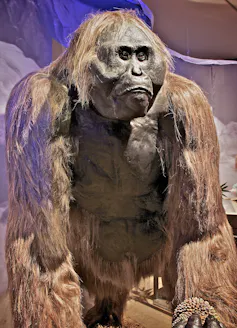 Model dari _Gigantopithecus blacki_.