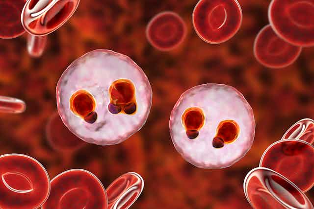 Plasmodium falciparum inside red blood cells - illustration 