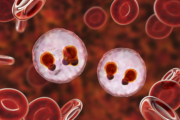 Plasmodium falciparum inside red blood cells - illustration