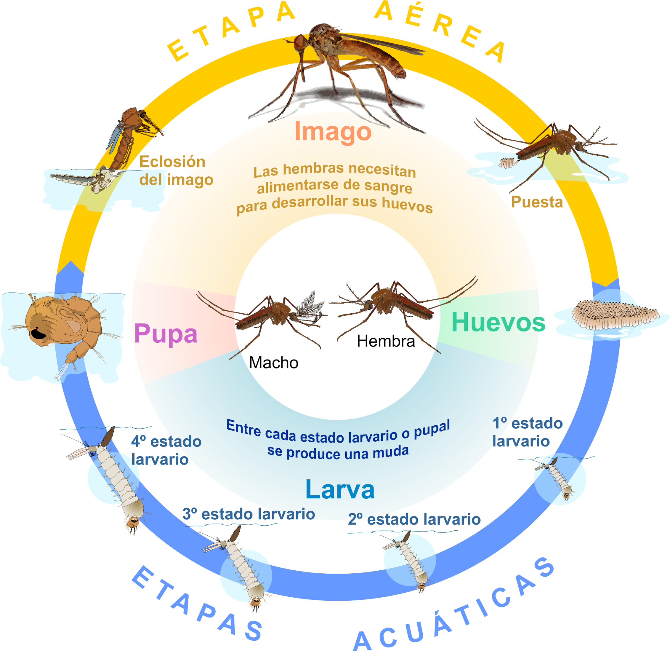¿Cómo viajan los mosquitos? La respuesta está en el viento ¿Cómo viajan los mosquitos? La respuesta está en el viento