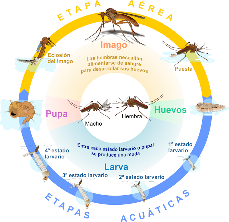 ¿Cómo viajan los mosquitos? La respuesta está en el viento