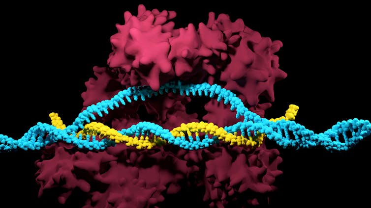 computer-generated illustration of CRISPR ribonucleoprotein