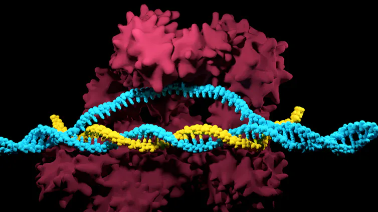 computer-generated illustration of CRISPR ribonucleoprotein