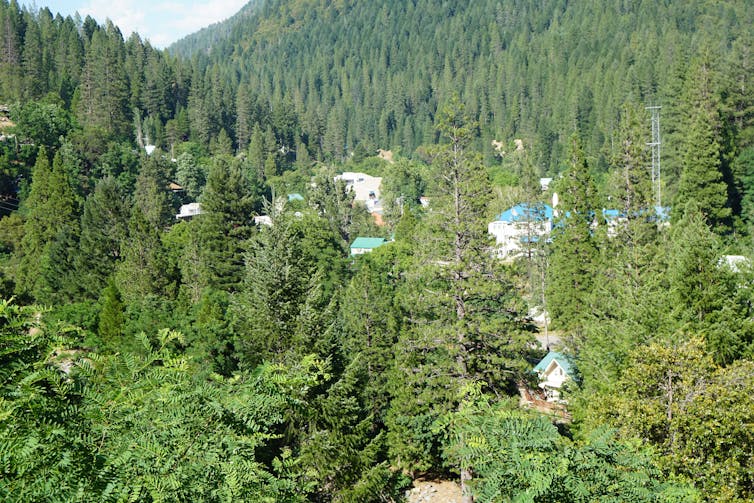 Forest in mountainous area encroaching close to homes.