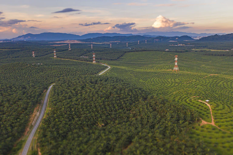 Perkebunan kelapa sawit dengan gunung sebagai latar belakang dan jalan.