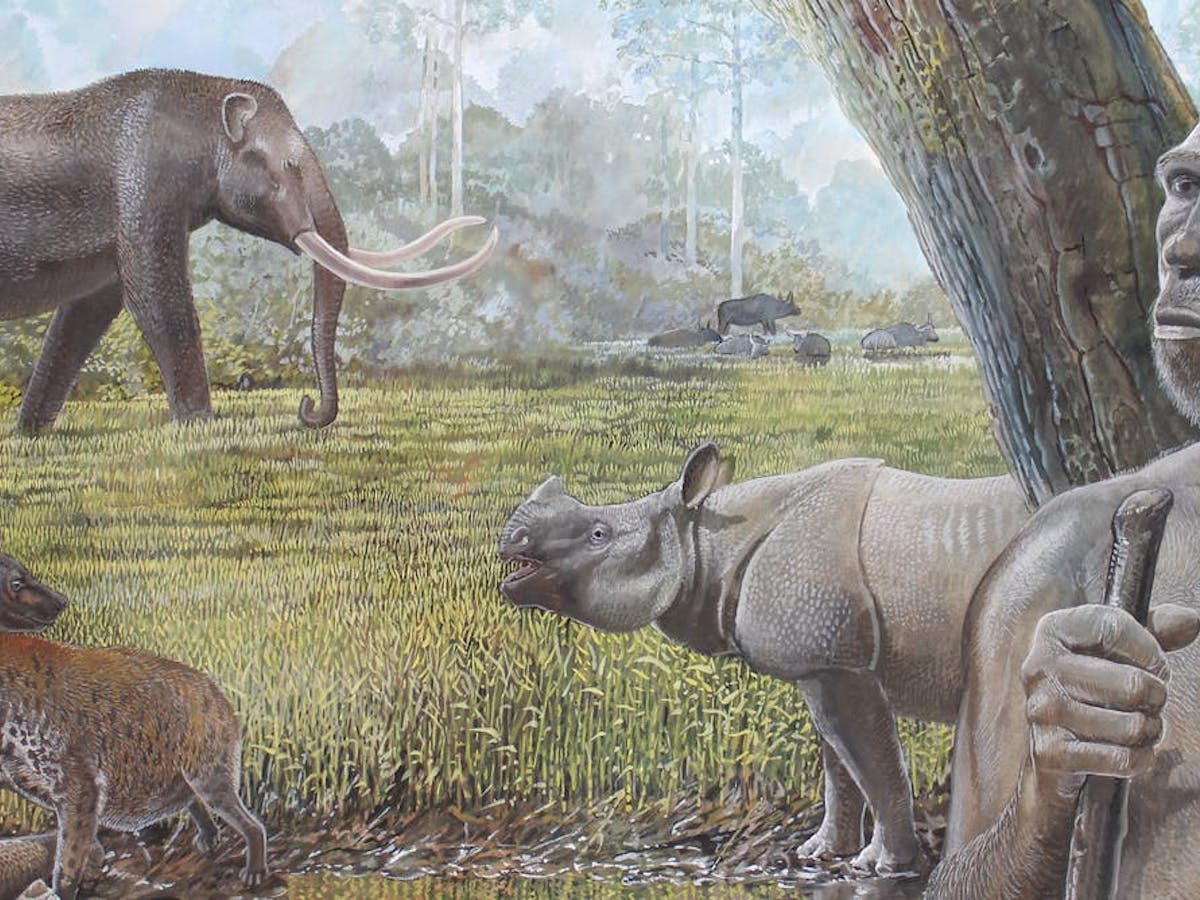 Bukan Manusia Melainkan Hutan Tropis Penyebab Punahnya Megafauna Asia Tenggara