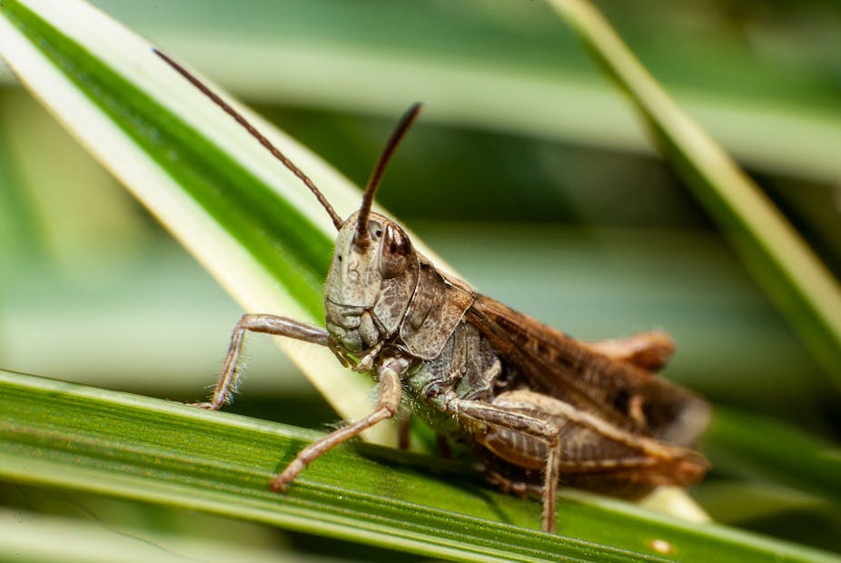 A brown locust on a green crop. 
