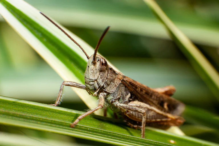 A brown locust on a green crop.