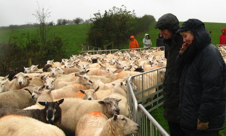 Two women watch sheep being corralled.