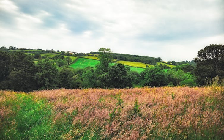 Rolling fields.