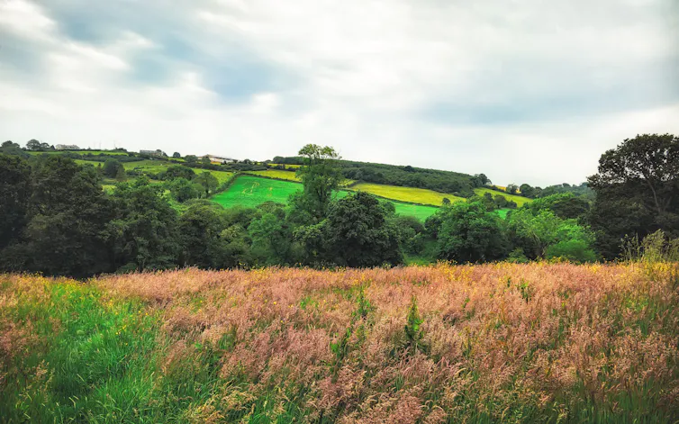 Rolling fields.