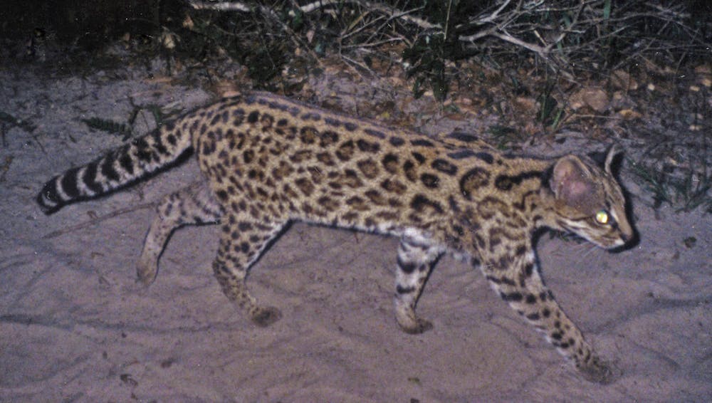 One Becomes Two Genes Show Brazilian Wild Cat Is Two Species